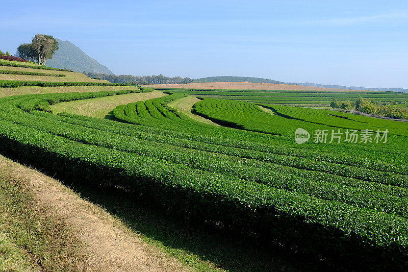 茶叶种植园字段