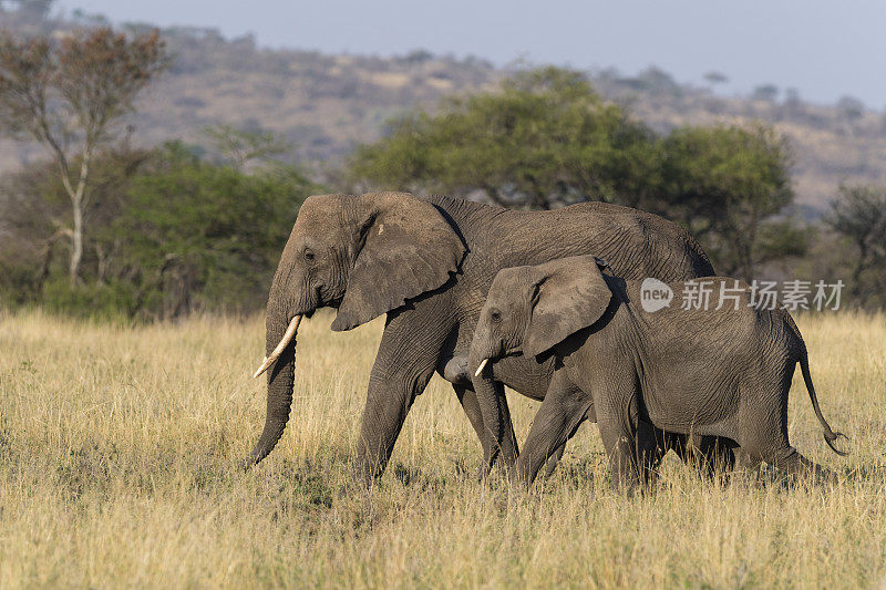 非洲，坦桑尼亚，塞伦盖蒂国家公园，大象的母亲和婴儿。