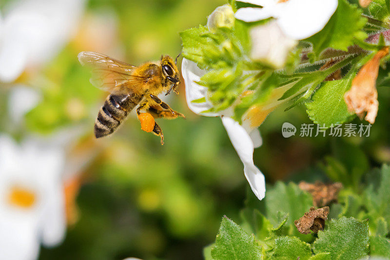 飞行工蜂，腿上有蜂花粉，正在吸食无花果树的花朵