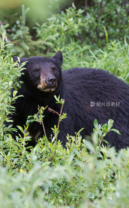 灌木丛中的黑熊