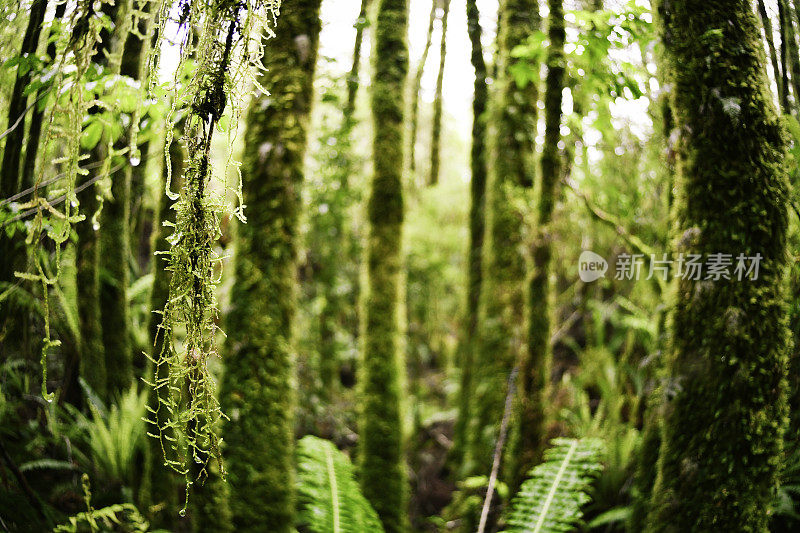 近距离观察雨林树木和绿色生长