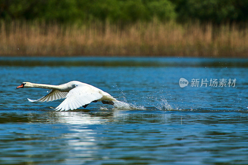 天鹅飞过湖面