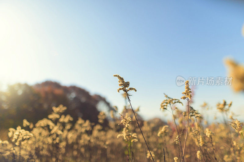 枯秋野花，蓍草