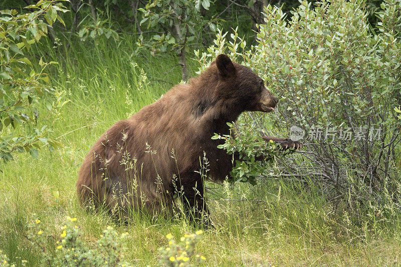 加拿大阿尔伯塔贾斯帕国家公园，肉桂黑熊在吃水牛城浆果
