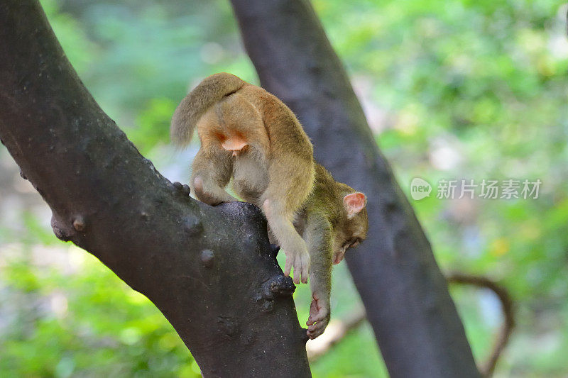 在树林里玩小猴子