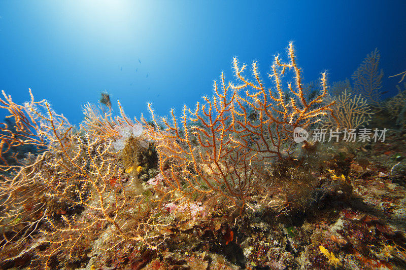 橙色柳珊瑚海洋生活水下潜水员视角水下绿松石泻湖，快乐进入水晶清澈的大海。地中海海滩。夏天。希腊,希腊的岛屿。