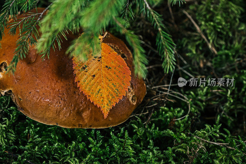 林间空地上枞树下的蘑菇