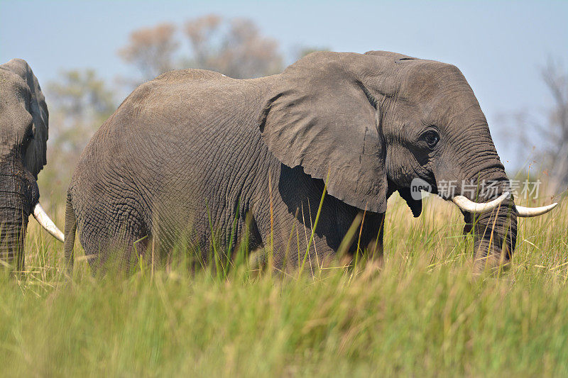 奥卡万戈三角洲的大象