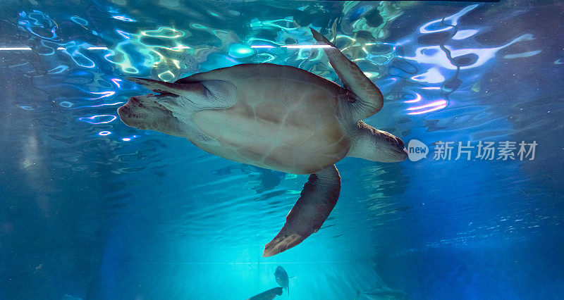 绿海龟在水里游泳