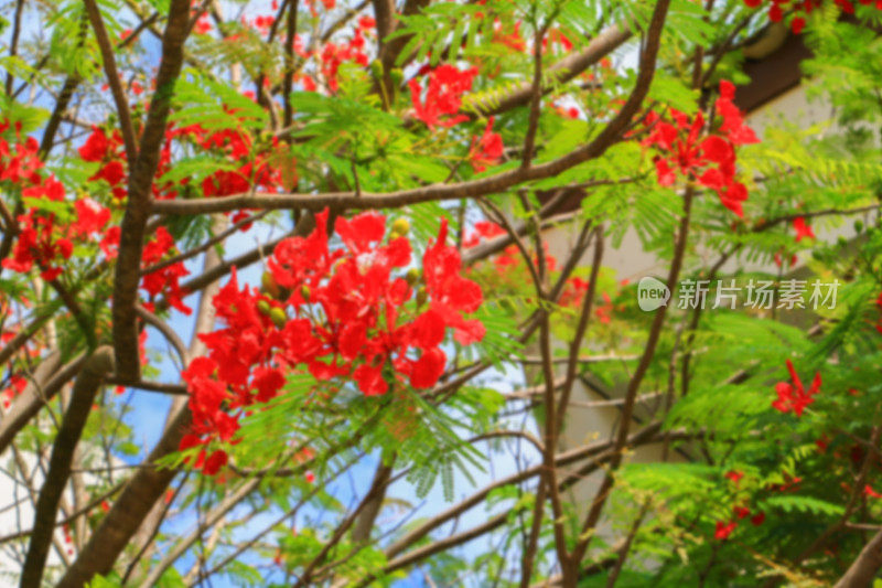 夏日公园的孔雀花大红