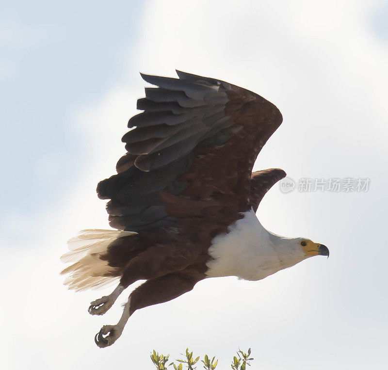 非洲Fish-Eagle