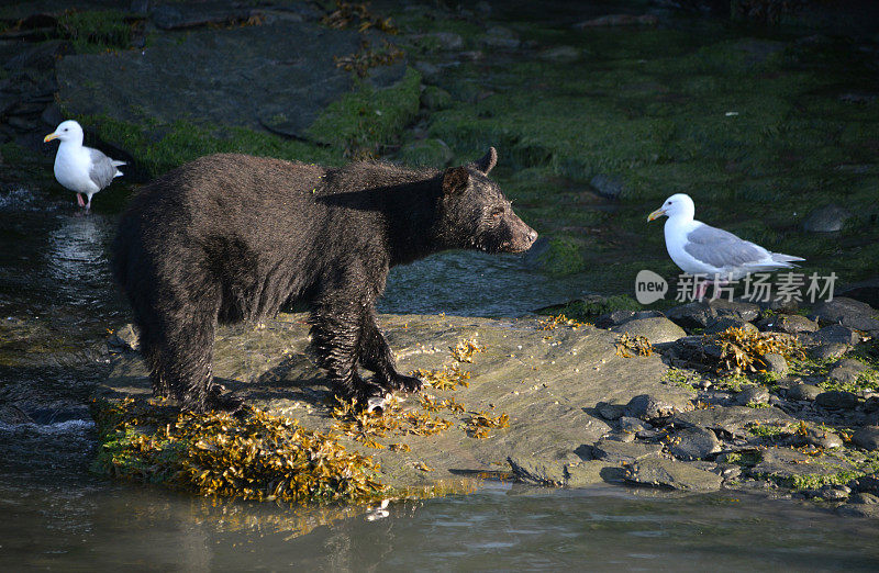 黑熊和海鸥，阿拉斯加