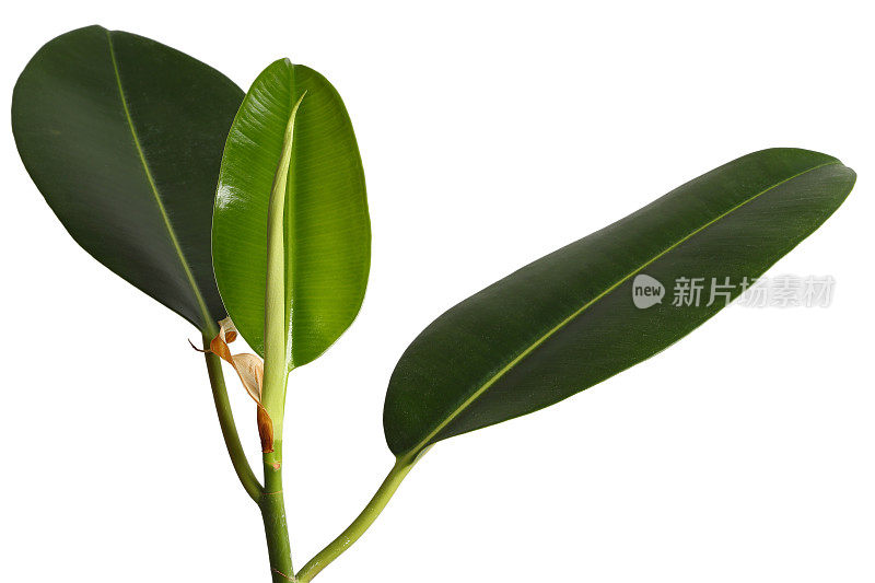 热带榕属植物