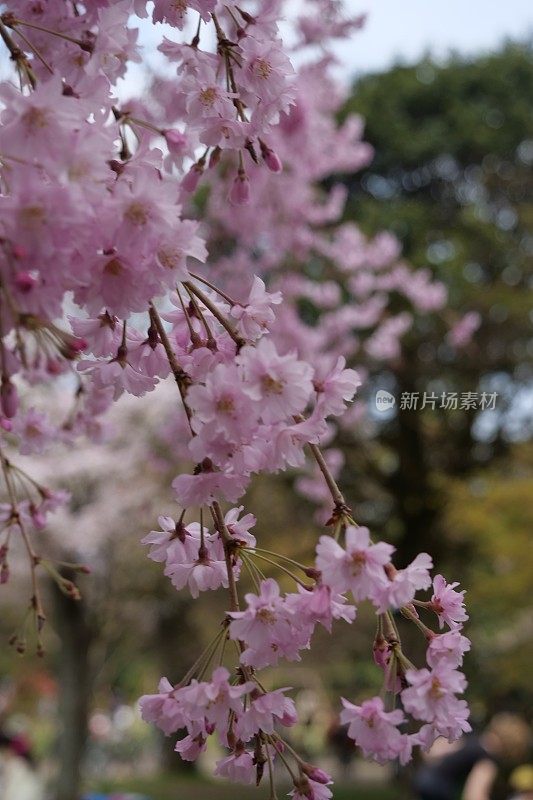 呜呜作响的樱花-樱花