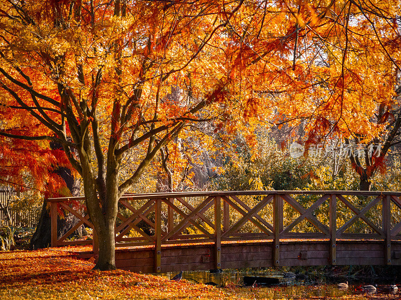 木桥在茂密的公园里呈现出秋天的景象