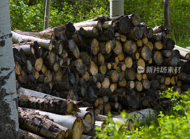 杨树林中的柴火堆