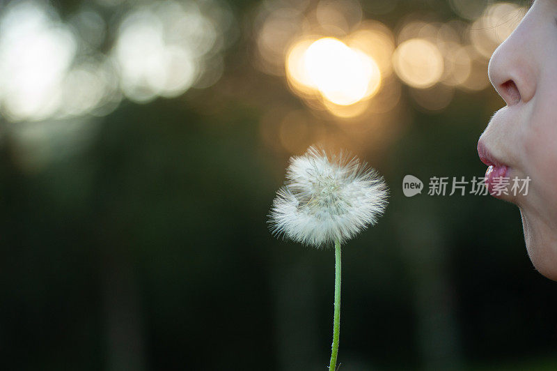 女孩在田野里吹蒲公英花