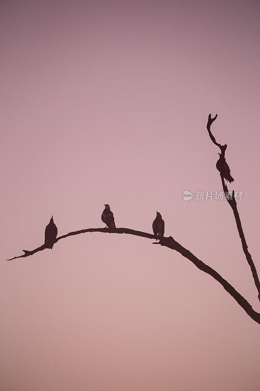 日出时四只喜鹊停在树枝上