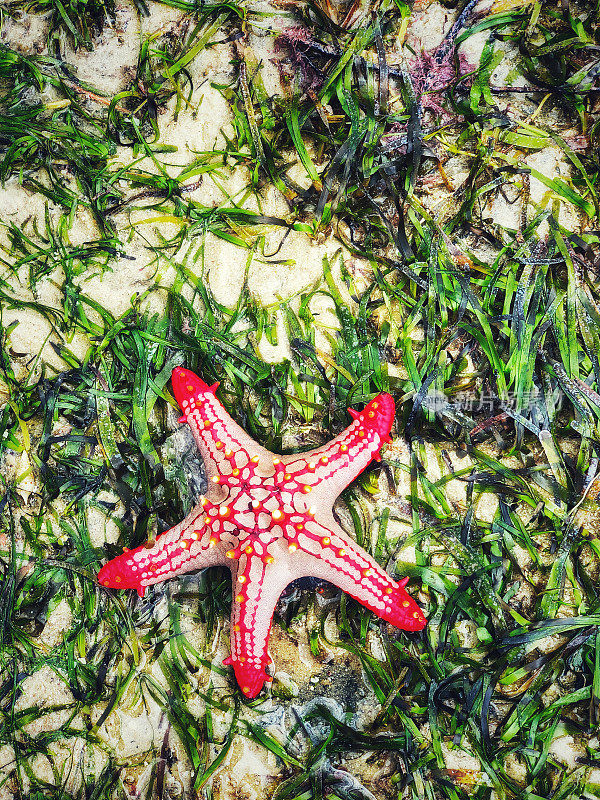 海滩上美丽的海星