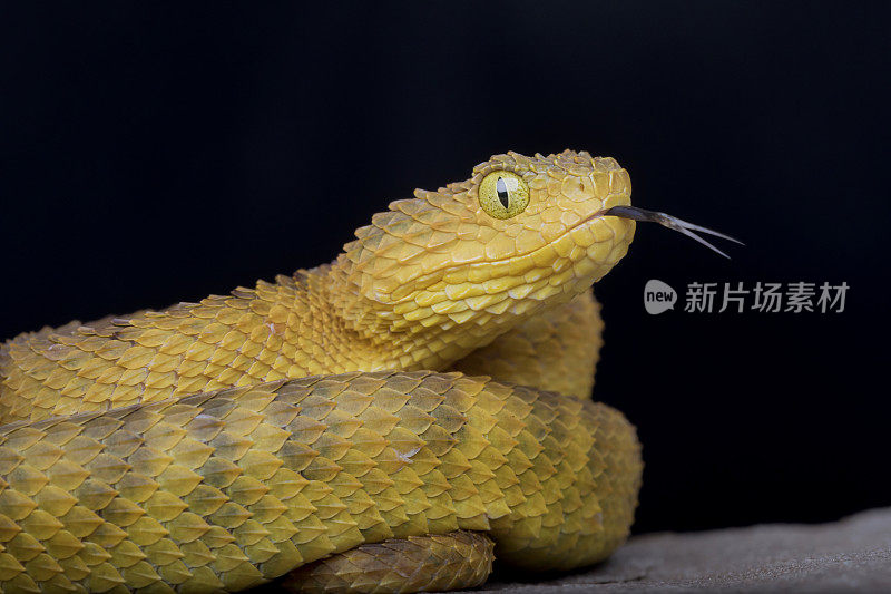 雌性有毒的灌木蝰蛇(鳞状动脉蝰蛇)，有叉状的舌头