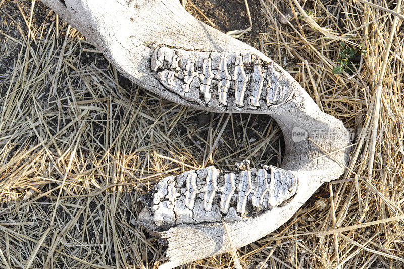 大象的下颚牙齿在干旱的景观万基国家公园
