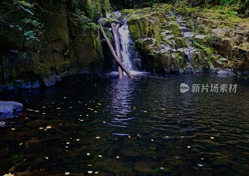 甜溪落浮叶