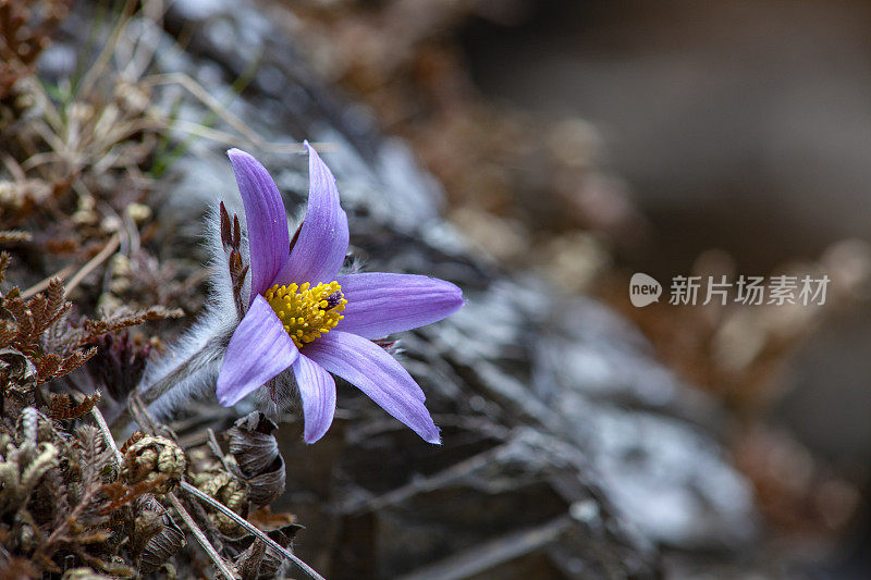 山猫经花VD700