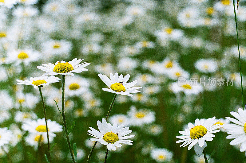 的雏菊