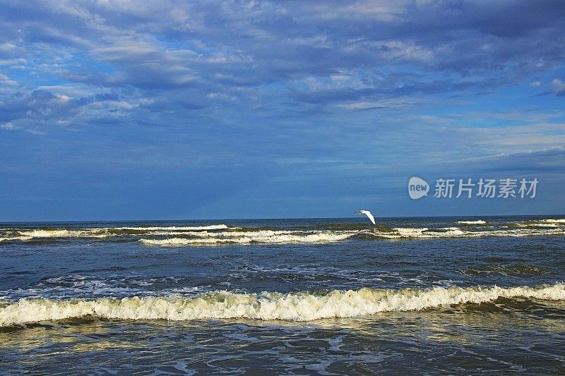 美国南卡罗来纳，日出时，苍鹭海鸟与海浪一起飞过海滩