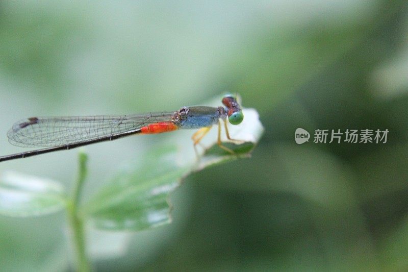 豆娘或小蜻蜓或蜻蜓在绿色的大自然中的近距离