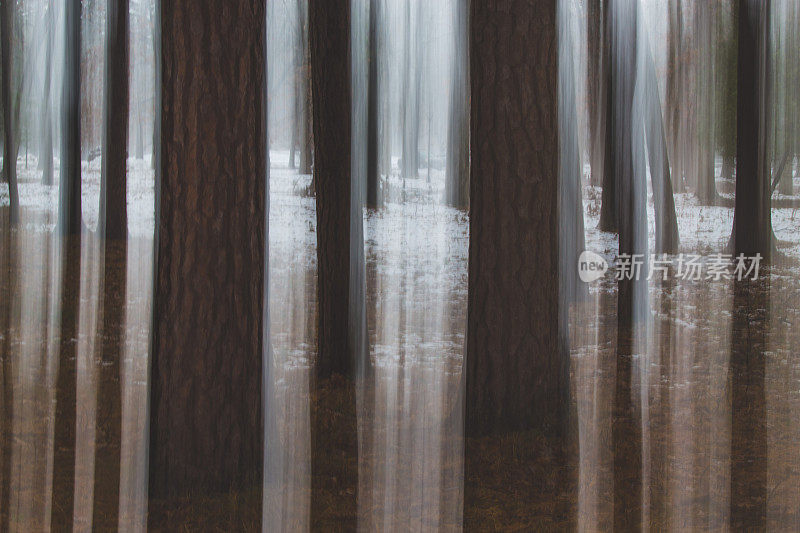 神秘的雾雪森林树干图案在秋天