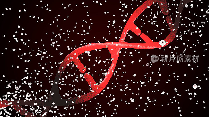 DNA双螺旋变化:突变的DNA进化成正常的DNA
