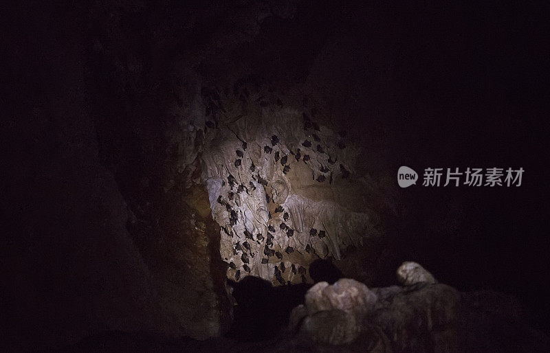 蝙蝠在山洞的墙上