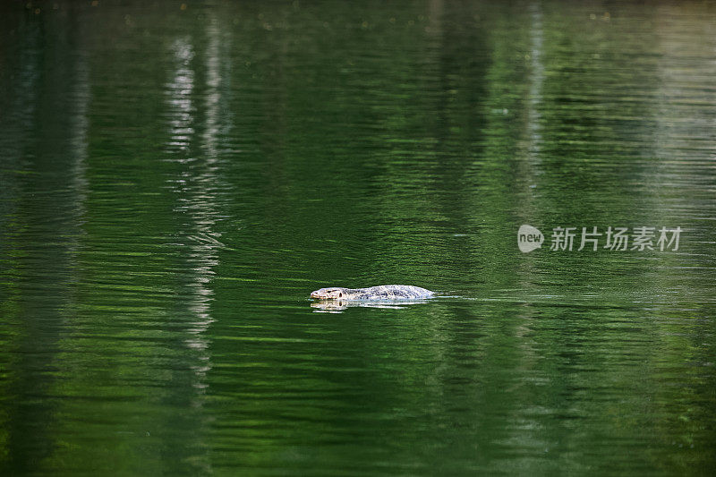 游泳水监测