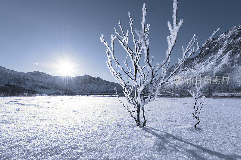 挪威北部的一棵冰冻的树，在充足的阳光下的雪景