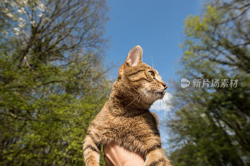 年轻的条纹猫看着大自然从不可辨认但快乐的主人的手。