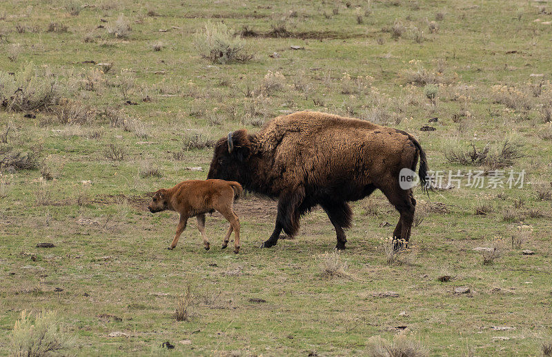 美国黄石国家公园的新生野牛