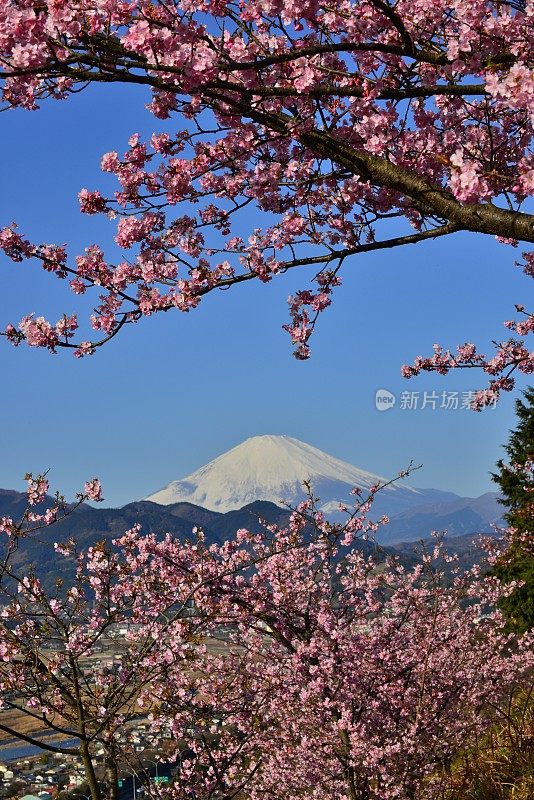 富士山和樱花