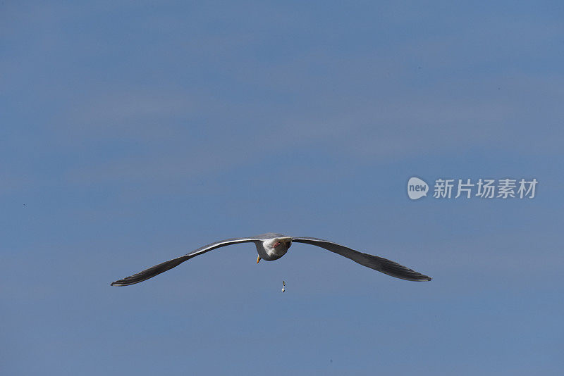 海鸥轰炸机