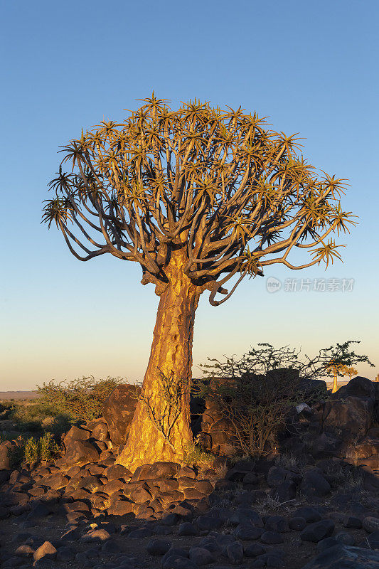 庄严的箭袋树在日落在箭袋树森林，南纳米比亚