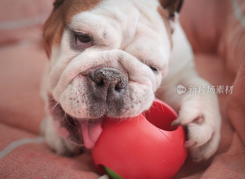 可爱的牛头犬咬了一个红色的塑料球