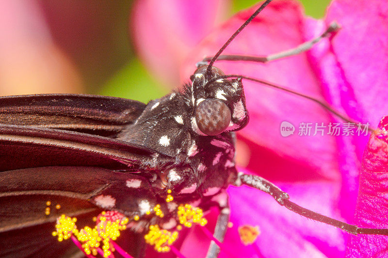 顶部侧面的观点，一个普通的乌鸦蝴蝶euploea核坐在一个粉红色的花。黑白斑点蝴蝶，有天线