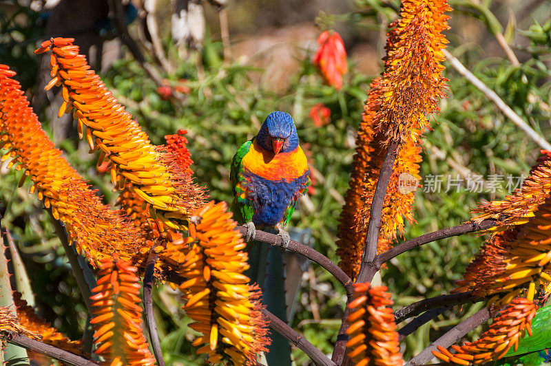 彩虹鹦鹉，澳大利亚鸟和明亮的芦荟花