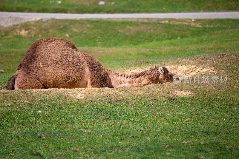 孤立的单峰驼正在草地上休息