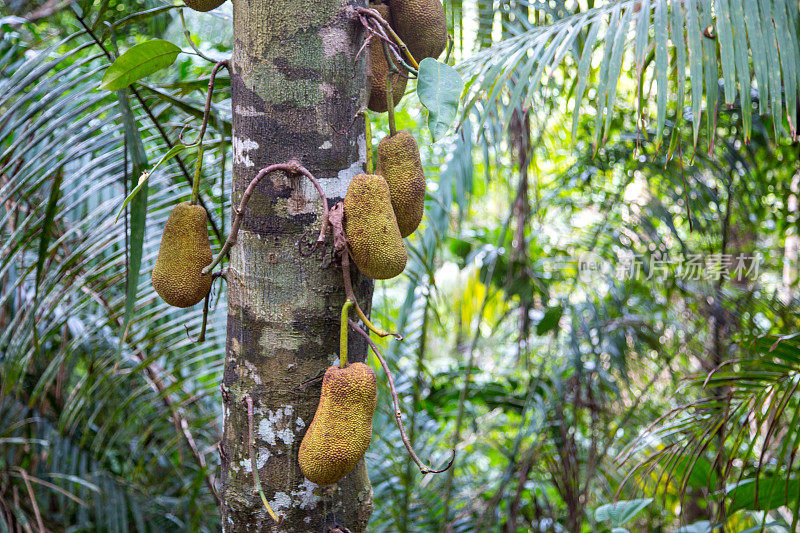 马来西亚:Jackfruit