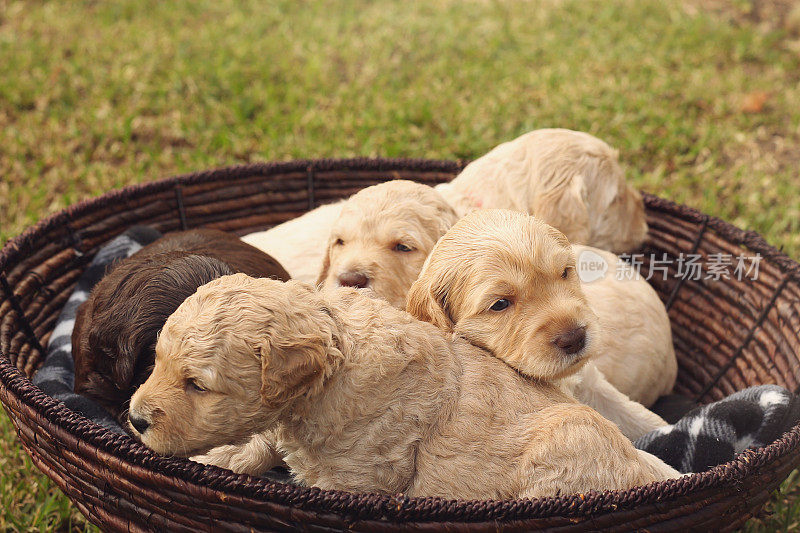 澳大利亚Labradoodle小狗