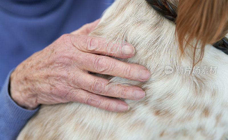 作为治疗犬的英国塞特犬躺在一位老人的腿上，挪威