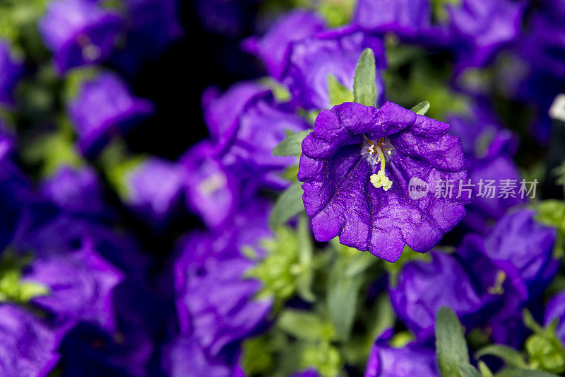 蓝钟花特写