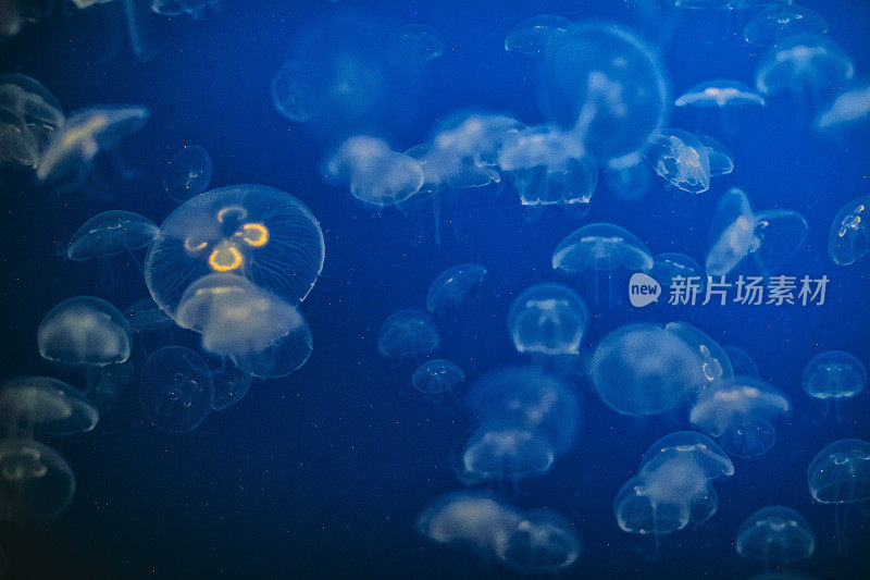 水族馆里的水母看起来像外星人