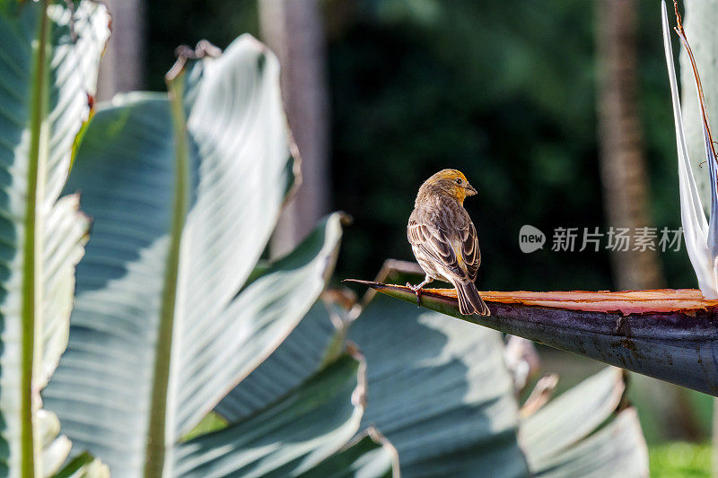 家雀从夏威夷考艾岛的极乐鸟那里喝水